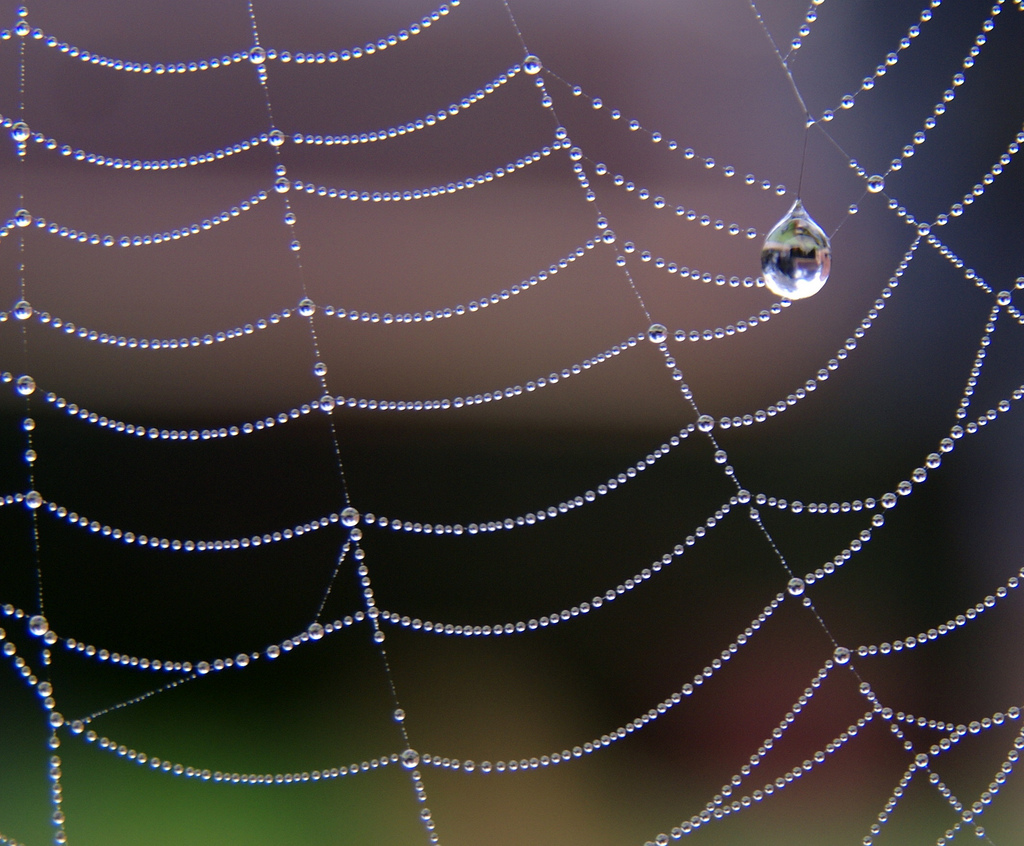 Spiderweb with dew drops showing a natural example of catenary curves